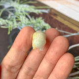 A-Grade Natural White Yellow Jadeite Pig Pendant No.172200